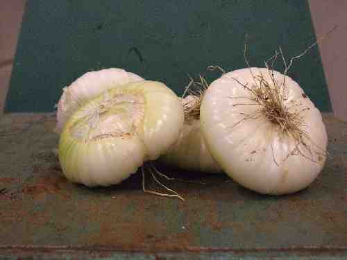 CIPOLLE FARA